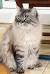 Siamese Ragdoll Mix