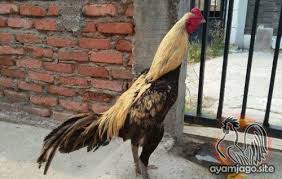 Ayam wido atau jalak adalah keturunan terakhir dari tahta/kelas kerajaan ayam, pemegang gelar prajurit perang. 87 Gambar Ayam Jalak Hd Gambar Pixabay