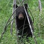 Living Land Series: Charlotte Demers Black Bears...