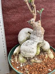 Image result for Raphionacme