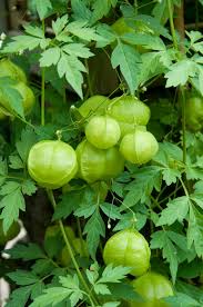 Image result for Cardiospermum halicacabum