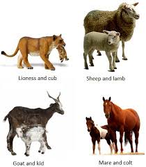 animals and their babies name of some animals and their