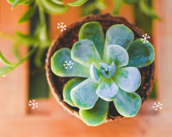 Our box is filled with things you, the network marketer, need, want or deserve! Succulent Studios Meet The Mexican Snowball Milled