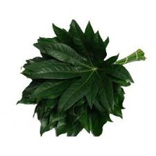 Livraison Fleurs Et Feuillages En Gros Pour Particuliers France Fleurs Livraison Fleurs Feuillage Philodendron