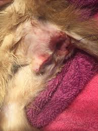 Mild cases can often be treated without surgery. Diary Of A Real Life Veterinarian Wallace S Story Prolapsed Rectum Feline Colopexy How To Save These Cats How Much Time It Takes Costs Prognosis