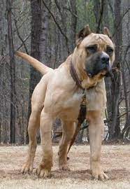 Expect to pay less for a puppy without papers. 61 Dogo Canario Ideen Hunde Molosser Tiere