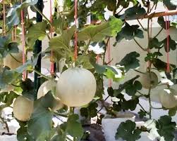 Kepik yang menyerang daun tanaman melon dan sebagai vektor atau perantara penyakit layu bakteri. 12 Cara Budidaya Menanam Melon Dari Biji Di Pot Polybag Di Halaman Rumah Berita Pertanian Mitalom