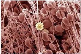 Mineral dan organik, air serta udara, yang ters. Pengertian Plasma Darah Fungsi Ciri Komponen Dan Susunan