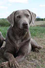 See full list on loveyourdog.com 14 Silver Labs Ideas Lab Puppies Puppies Labrador