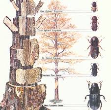 Kyhl said, which means it could kill forests around homes in the densely populated region. Southern Pine Beetles Can Kill Your Ornamental Pine