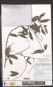 Image result for Icuria