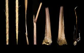 Image result for Andropterum