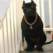 1 106 Likes 9 Comments P I T B U L L B R A S I L Pitbulbrasil On Instagram All Black Dog Lovers Pitbulls Pitbull Dog
