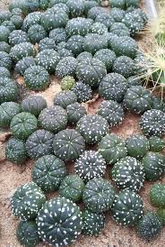 Find many great new & used options and get the best deals for opuntia microdasys bunny ears cactus succulent plant at the best online prices at ebay! Mobile Uploads Lithops For Sale Australia Succulent Landscape Design Planting Succulents Planting Flowers