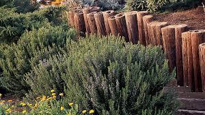 Depending on your location, most will do well over winter. Which Rosemary Plant Is Right For You Sunset Sunset Magazine