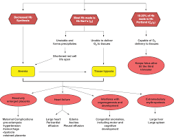 Specific Forms Of Anemia Section 3 Anemia