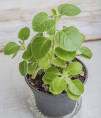 Bangun tersebut merupakan gabungan dua buah bangun, yaitu balok dan setengah tabung. Cuban Oregano Pokok Bangun Bangun Herbs Home Furniture Gardening On Carousell