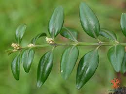 Image result for Buxaceae