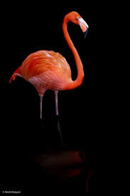 Flamingo Flamingo Animals Wildlife