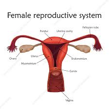 Female Reproductive System Illustration Stock Image F022 4179 Science Photo Library
