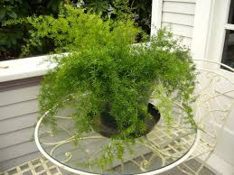 Even though it looks like it should be difficult to care for… it really is easy. 10 Reasons To Plant And How To Propagate The Foxtail Fern Dengarden