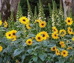 Pin On Sunflowers