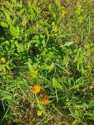 Image result for Crassocephalum picridifolium