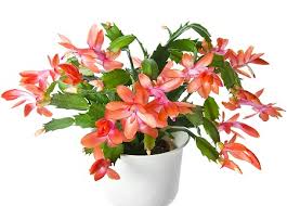 It has jus started to bloom in the last week. Lawn Care Tips How To Care For Your Christmas Cactus