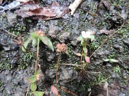 Image result for Heterotis decumbens