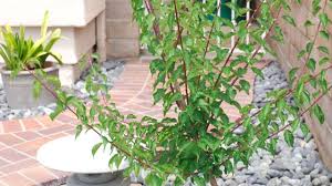These are established in or near the planting site. Trees Of Antiquity Update Imoto Fuyu Persimmon Ume Japanese Flowering Apricot June 2019 4k Youtube