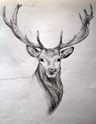 Imogen is a beautiful pencil on paper work that is. Realistic Deer Head Drawing