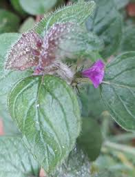 Image result for Clinopodium uhligii