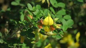 Image result for Crotalaria capensis