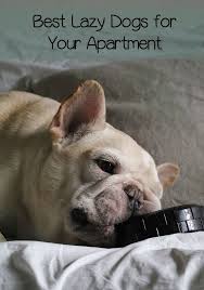 The Best Lazy Dogs For Your Apartment Are Not Always The Smallest Breed Ever Dog Lazy Dog Breeds Lazy Dog Apartment Dogs