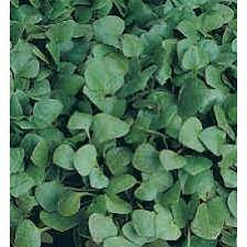 Lebensmittellexikon.de ist für den deutschsprachigen raum in dieser ausführlichkeit und aktualität ein einmaliges nachschlagewerk. Portulak Winter Burzelkraut Postelein Saatgut Kaufen