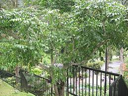 Tetracera indica mempelas makna mempelas di kbbi adalah: Kedondong Wikipedia Bahasa Melayu Ensiklopedia Bebas