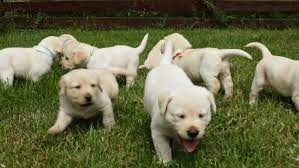 $2,000 (los angeles) pic hide this posting restore restore this posting. Hungry Labrador Puppies Running To Stock Footage Video 100 Royalty Free 1024795880 Shutterstock