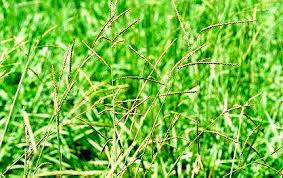 Image result for Urochloa brizantha