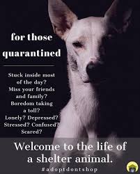 Maybe you would like to learn more about one of these? A Shelter At Home Beth S Blog Animal League