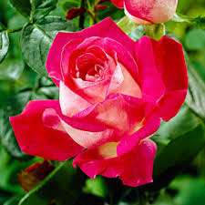 grossblutige rose rosa rose gaujard rot winterhart kaufen bakker com