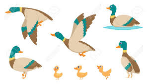 Check out these cute ducklings in this funny primitive man found wild baby duck nest underground hole & catch a lot of baby duck by. Wild Ducks Young Swimming Birds Water Pond Little Ducks Vector Royalty Free Cliparts Vectors And Stock Illustration Image 134975853