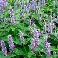 Image result for Anisosepalum