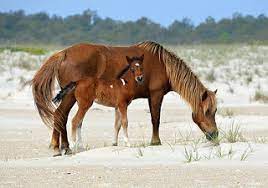 Assateague S Wild Horses Assateague Island National Seashore U S National Park Service