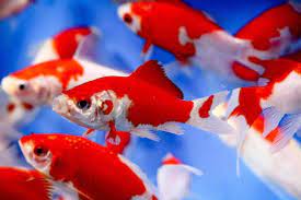 Maybe you would like to learn more about one of these? 15 Jenis Ikan Komet Cantik Yang Populer Sebagai Peliharaan
