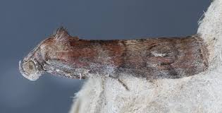 Image result for Stigmella roborella