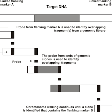 Schematic Chromosome Walking By Clone To Clone Hybridization