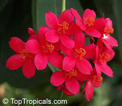 Image result for Jatropha campestris