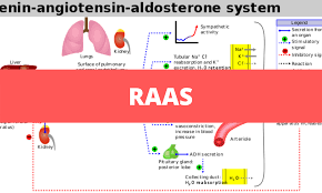 However, one such action is the stimulation of aldosterone synthesis and release by the adrenal cortex. Raas Renin Angiotensin Aldosterone System Medical Junction
