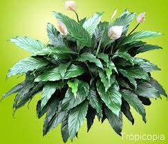 It needs little sunlight to flourish, so it's no challenge to keeping this plant healthy indoors. Peace Lily Plant Spathiphyllum Grow Care Houseplant411 Com Houseplant 411 How To Identify And Care For Ho Peace Lily Plant Lily Plants Peace Lily