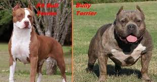 Chó bully chia sẻ kiến thức kinh nghiệm nuôi chó cho các bạn có thể nuôi, huấn luyện chó bully một cách dễ dàng. Cach Phan Biá»‡t Cho Pitbull Va Cho Bully Pet Care ChÄƒm Soc Thu CÆ°ng